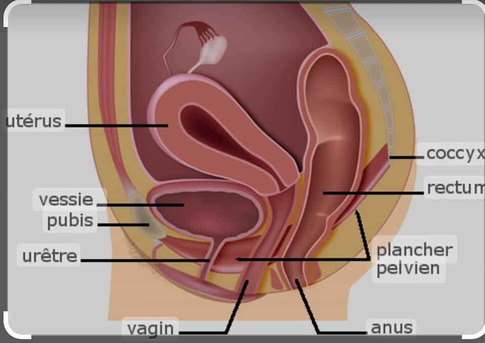 Le Prolapsus génital ou la descente d'organes: Comment s'en rendre ...