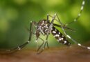 Burkina Faso : Quand la variabilité climatique donne des ailes aux moustiques et augmente les cas de paludisme