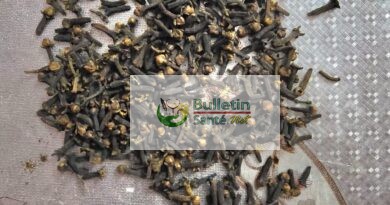 Clou de girofle : quand le naturel peut devenir dangereux Clou de girofle : quand le naturel peut devenir dangereux